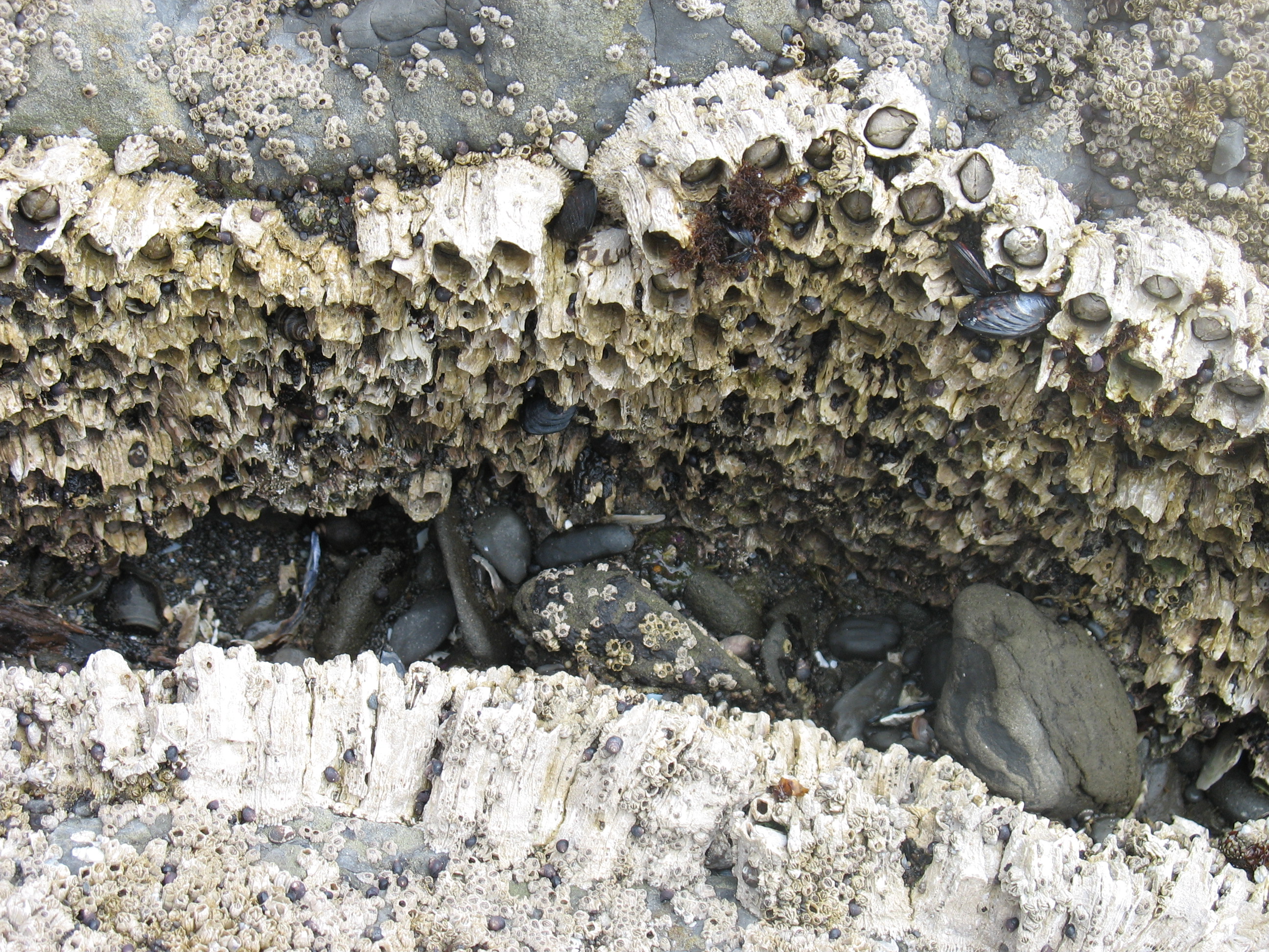 Thatched Barnacles